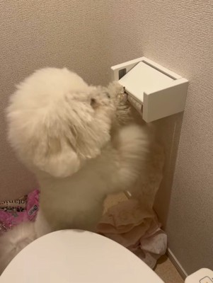 トイレットペーパーを転がして、床にペーパーを落とす犬