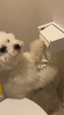 トイレットペーパーを回す犬に声をかける飼い主