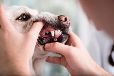 口の中を診られる犬