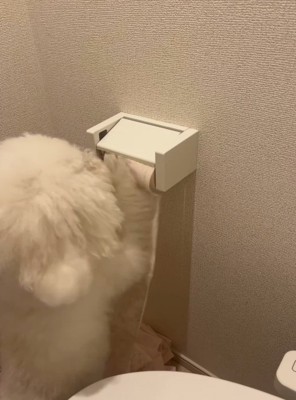トイレットペーパーを前足で転がす犬