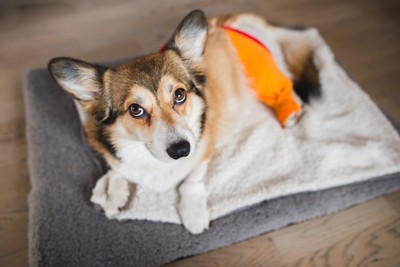 後ろ足をテーピングしているコーギー