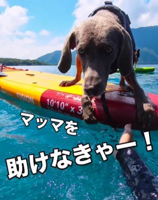 投稿主さんに向かってジャンプ!