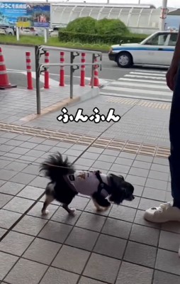 尻尾フリッ