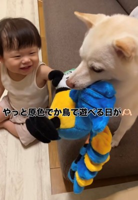 ぬいぐるみを一緒に引っ張る赤ちゃんと犬