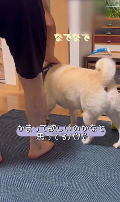 何かをお願いしに来たごん太くん5