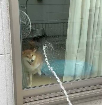 柴犬