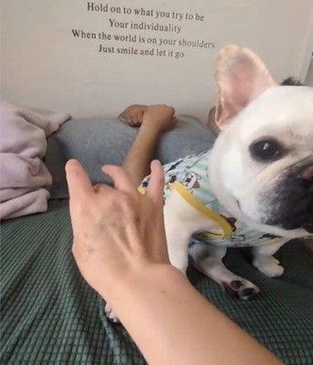 振り返る犬