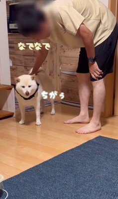 何かをお願いしに来たごん太くん7