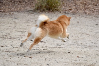 走って逃げる犬