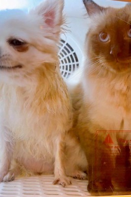 なんか増えてる!?