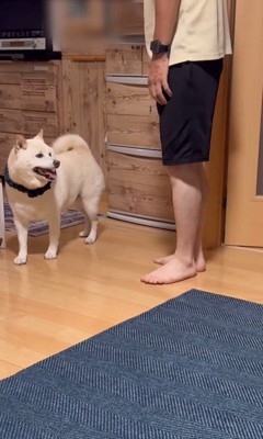 何かをお願いしに来たごん太くん6