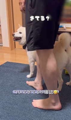 何かをお願いしに来たごん太くん4