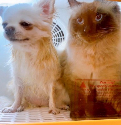 リリちゃんが侵入していた