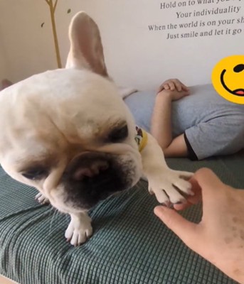 手を出す犬1