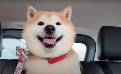 笑顔の柴犬
