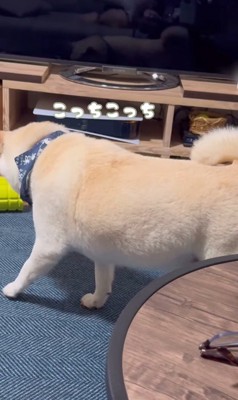 何かをお願いしに来たごん太くん3