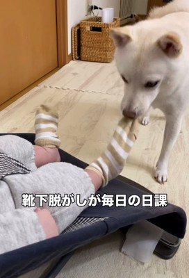 赤ちゃんの靴下を口で脱がせる犬