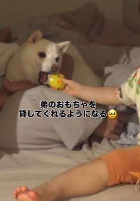 おもちゃを差し出す赤ちゃんと犬