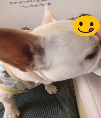顔で防ぐ犬