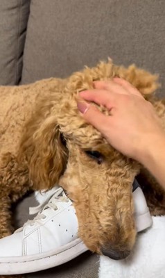 アンディくんの熱烈歓迎5