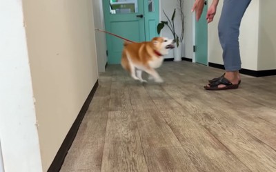 駆け寄る柴犬