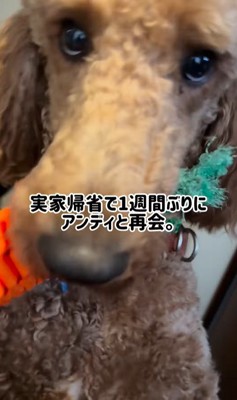 アンディくんの熱烈歓迎2