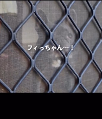 ドア越しの犬