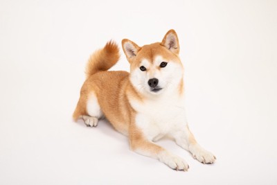 伏せてしっぽを上げた柴犬