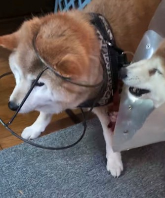 犬の頭に台がはまった状態で、もう1匹の犬が吠えている様子