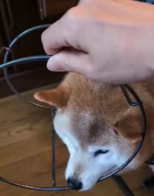 飼い主が手を使って外そうとしている場面