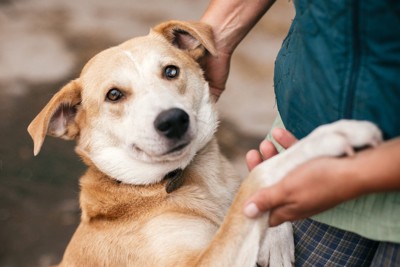人に飛びついている犬