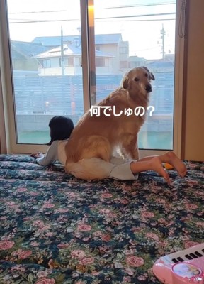 振り返る大型犬