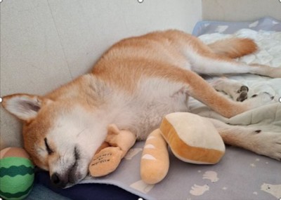 怖がり