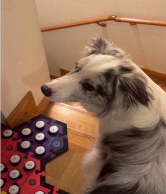 犬の横顔