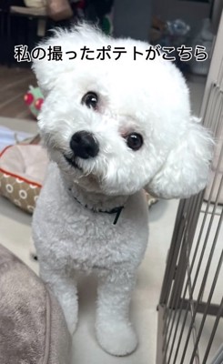 ママが撮ったポテトくん2