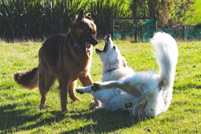 犬のけんか