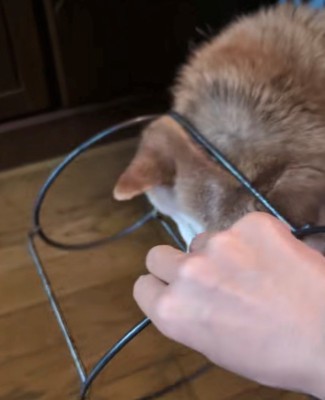 台にハマっている犬の後頭部