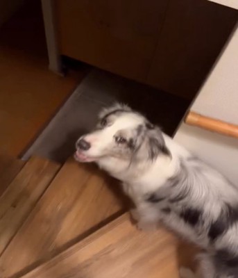 見上げる犬