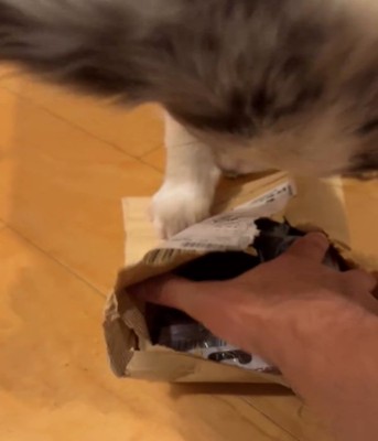 荷物を見る犬2
