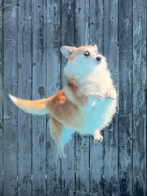 プールに飛び込む