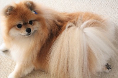 伏せて振り向くポメラニアン