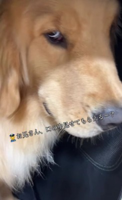 絵に描いたような悪人面