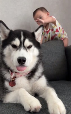 ジジちゃんを触ろうとする赤ちゃん