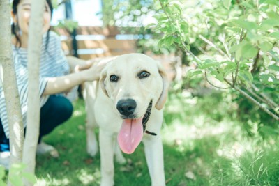 犬と遊ぶ女性