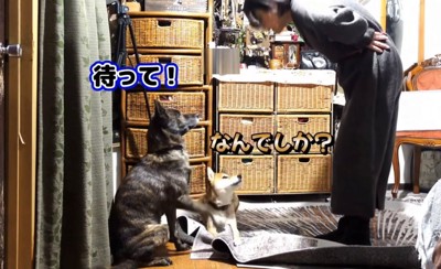 叱ろうとする飼い主に、そっと前足を上げて制止する犬