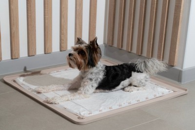 トイレでくつろぐ犬