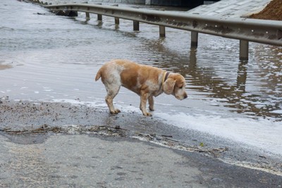 氾濫、冠水、白茶の犬