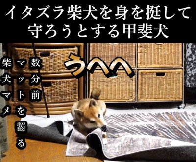 カーペットを齧る犬