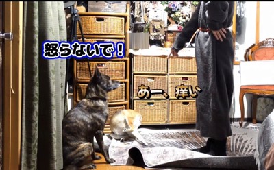 飼い主に叱られながらも、かゆそうな犬