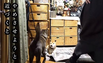 イタズラの現場近づく飼い主と犬